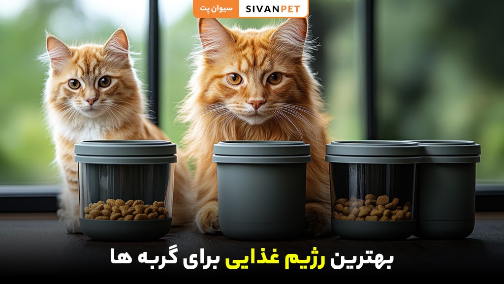 بهترین رژیم غذایی برای گربه ها