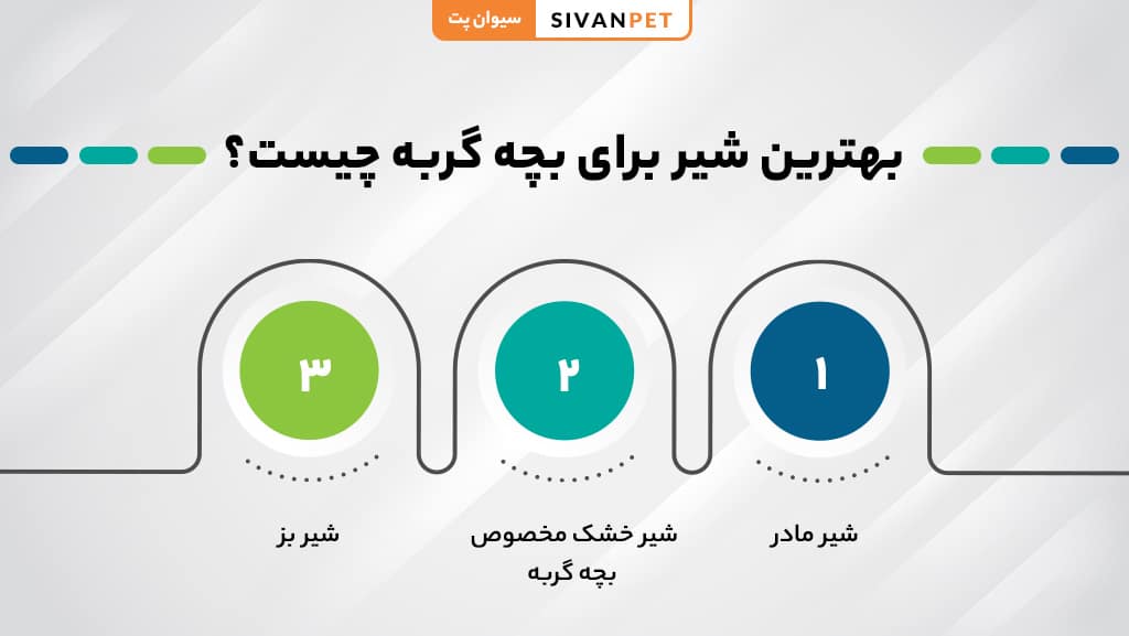 بهترین شیر برای بچه گربه چیست؟