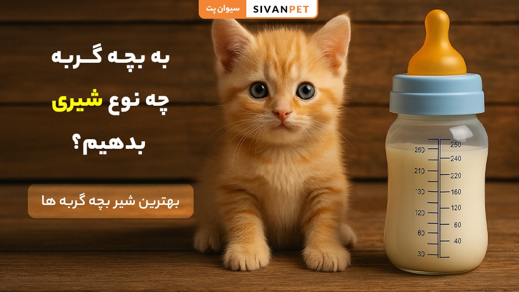 به بچه گربه چه نوع شیری بدهیم؟