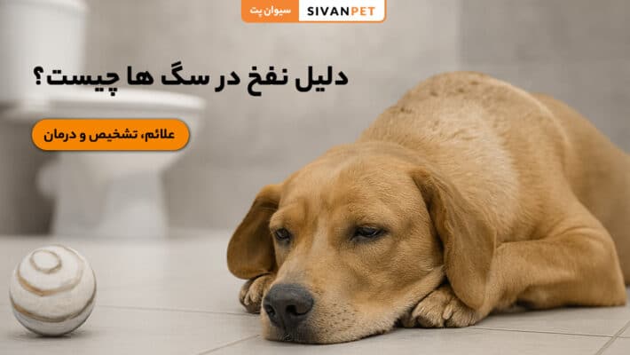 دلیل نفخ در سگ ها چیست؟