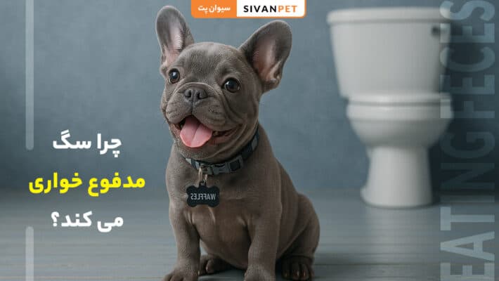 چرا سگ مدفوع خواری می کند؟