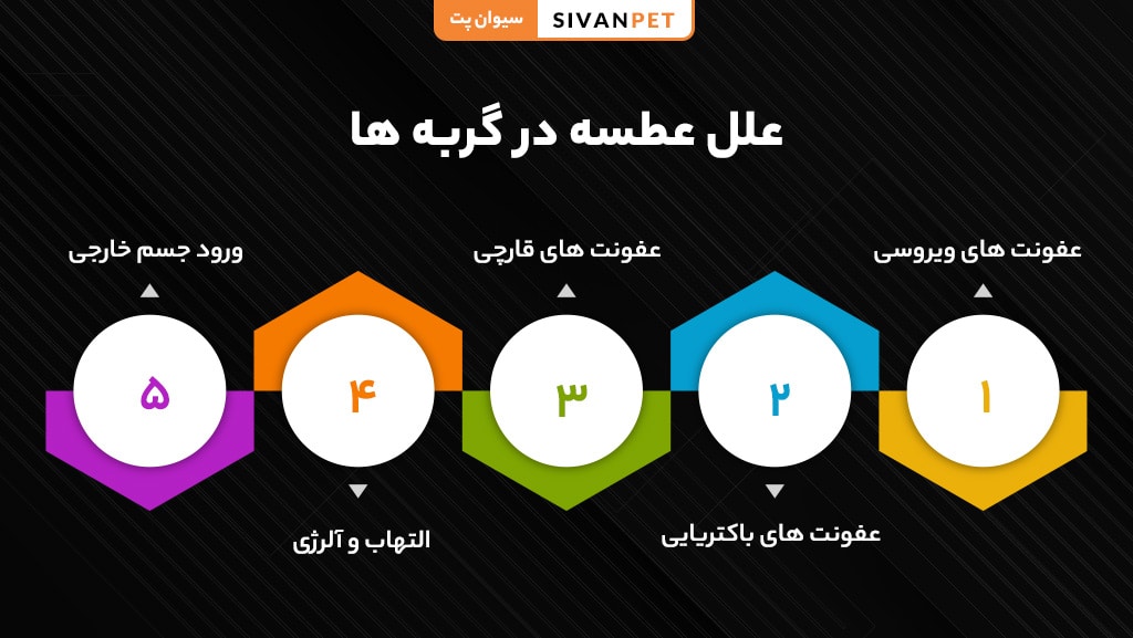 عطسه گربه چیست؟