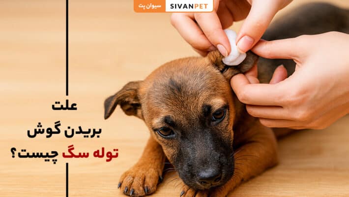 علت بریدن گوش توله سگ چیست؟