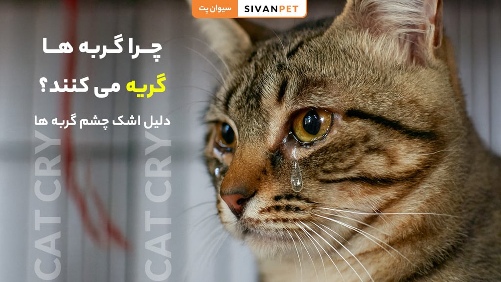 چرا گربه ها گریه می کنند؟