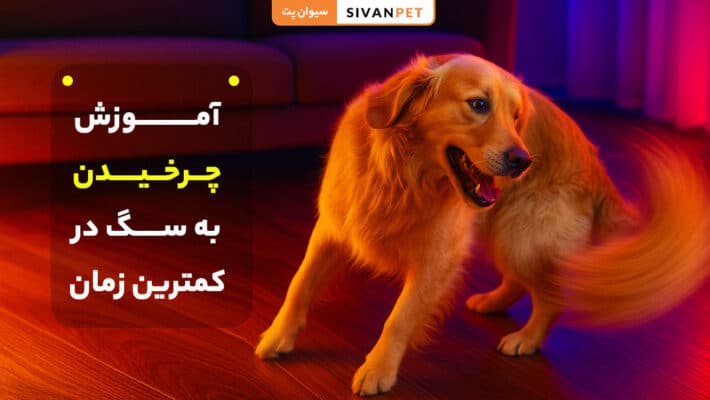 آموزش بچرخ به سگ