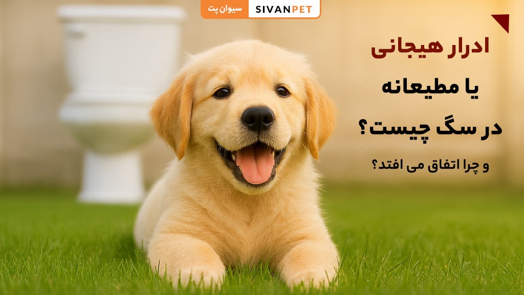 ادرار هیجانی یا مطیعانه در سگ چیست