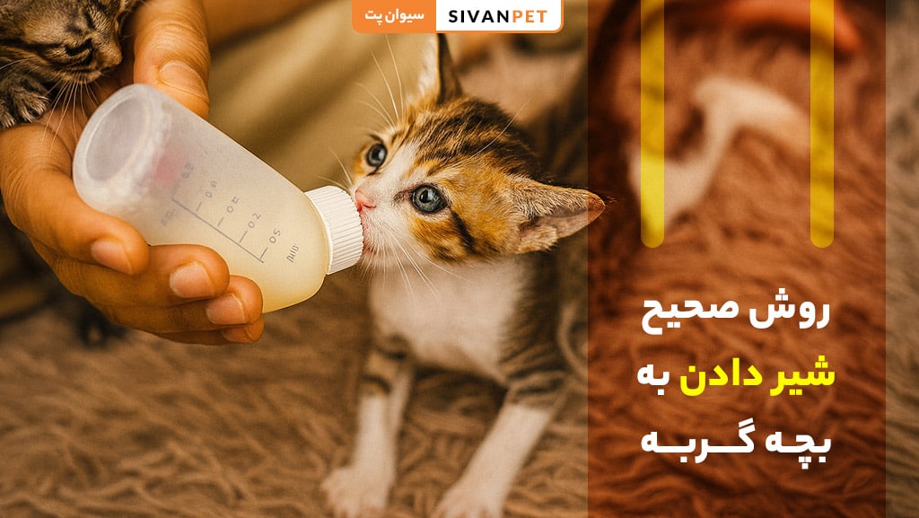 روش صحیح شیر دادن به بچه گربه