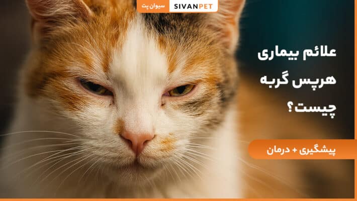 علائم بیماری هرپس گربه ها چیست؟