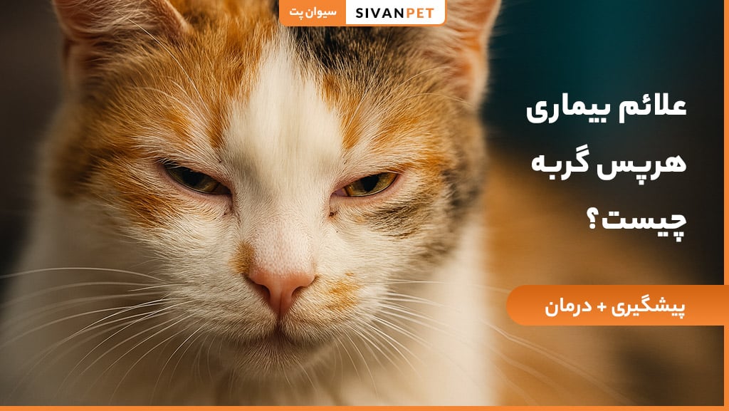 علائم بیماری هرپس گربه ها چیست؟