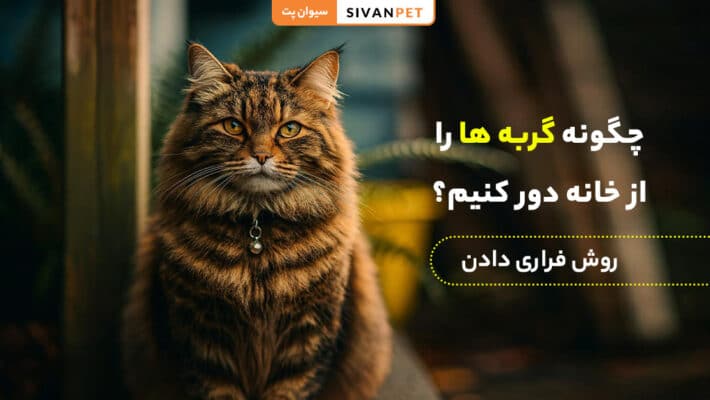 چگونه گربه ها را از خانه دور کنیم؟