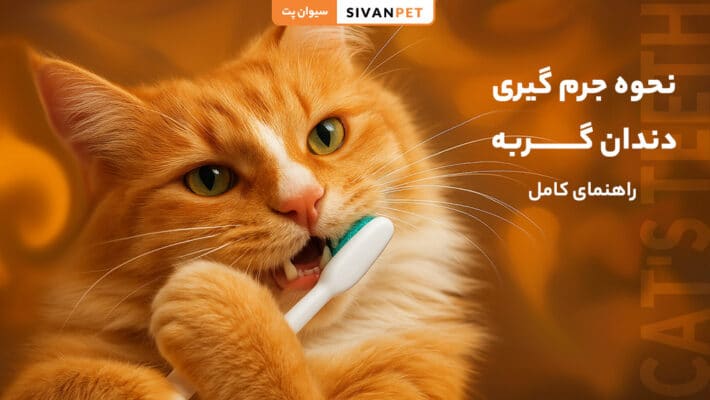 نحوه جرم گیری دندان گربه