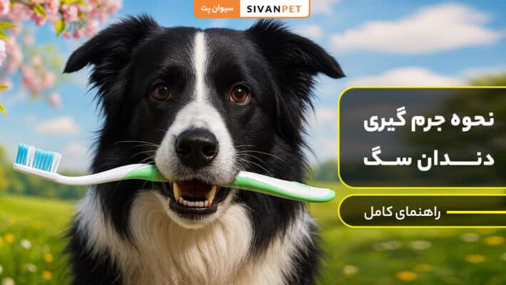 نحوه جرم گیری دندان سگ