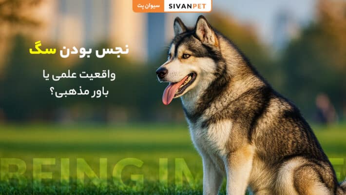 نجس بودن سگ
