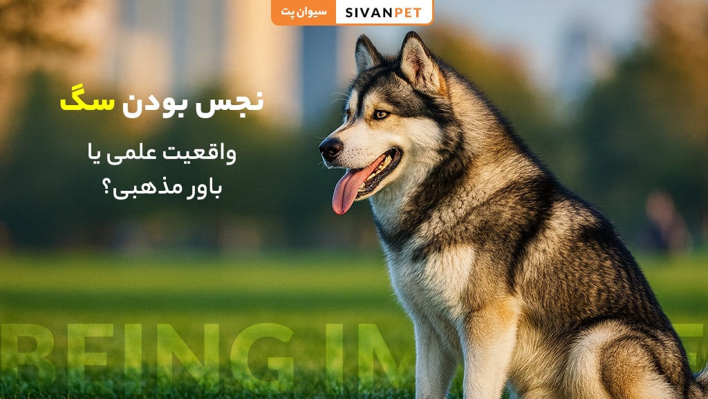 نجس بودن سگ