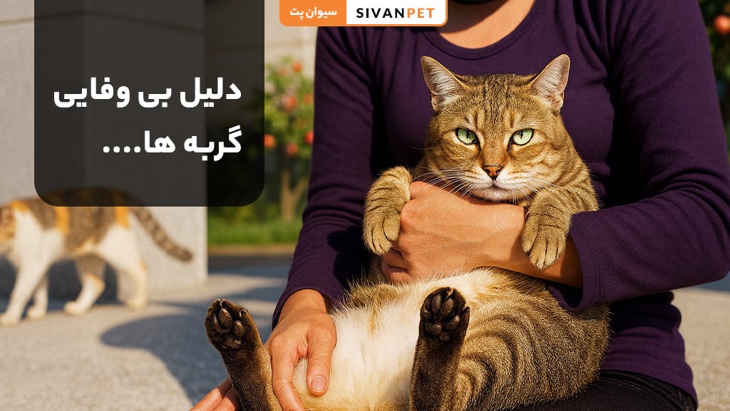 دلیل بی وفایی گربه ها
