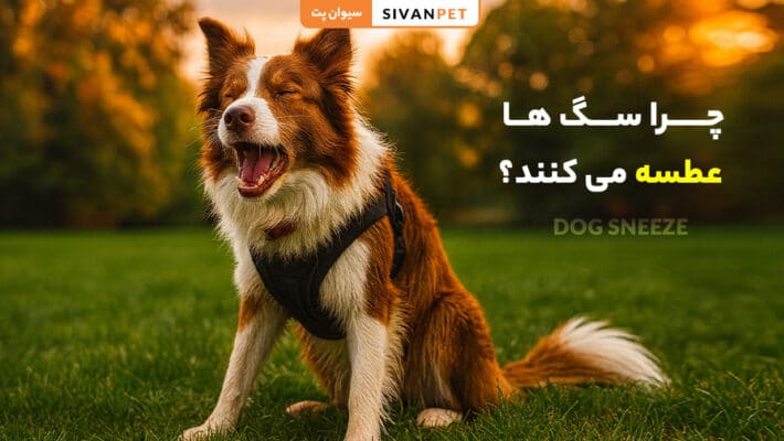 چرا سگ ها عطسه می کنند؟