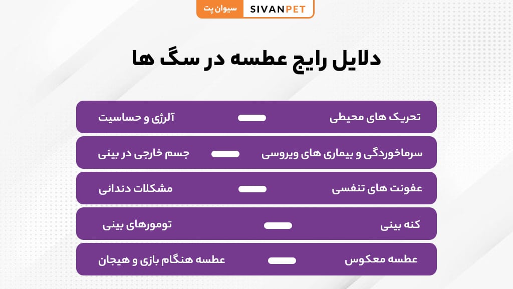 دلایل رایج عطسه در سگ
