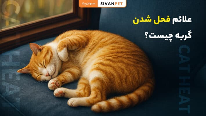 علائم فحل شدن گربه چیست؟