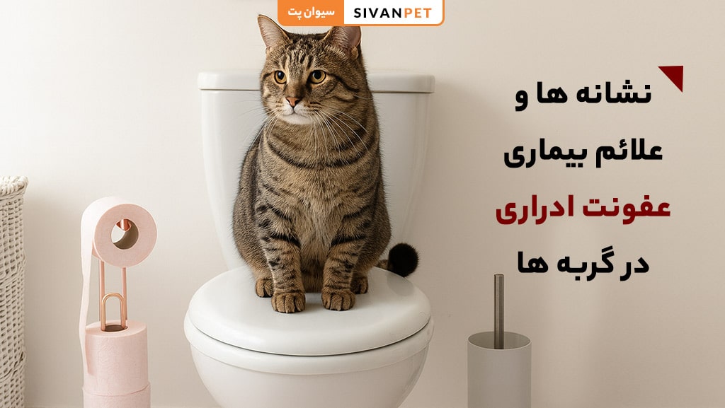 عفونت ادراری در گربه
