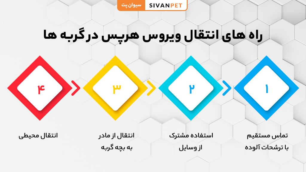 راه های انتقال ویروس هرپس در گربه ها