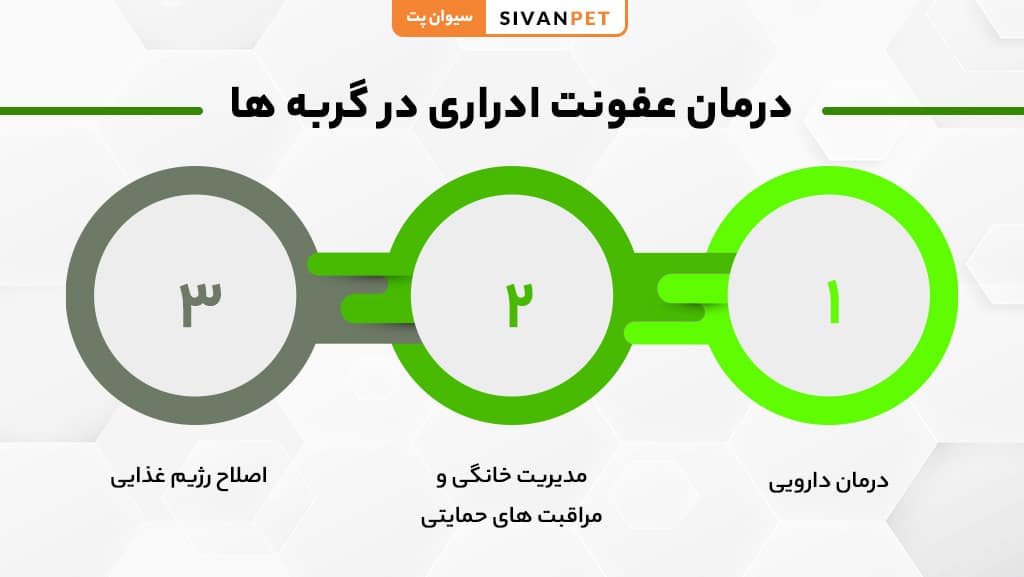 تشخیص عفونت ادراری در گربه ها