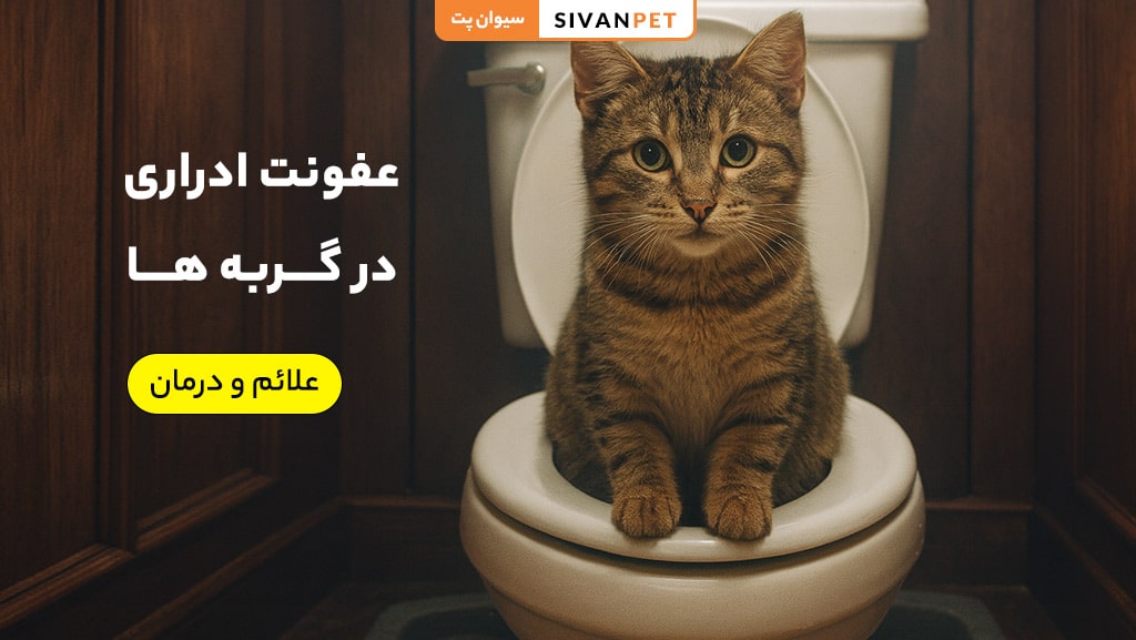 عفونت ادراری در گربه ها (UTI)