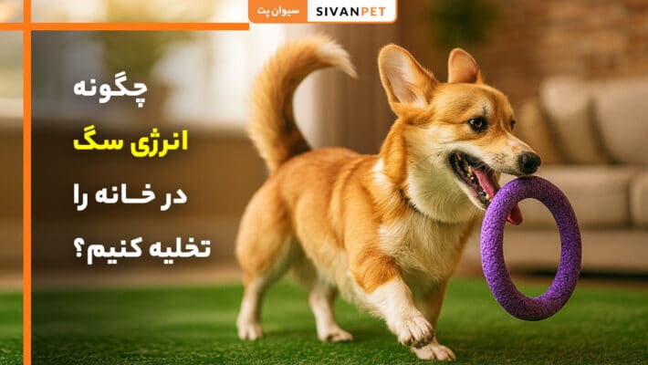 چگونه انرژی سگ در خانه را تخلیه کنیم؟