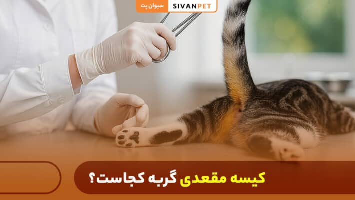 کیسه مقعدی گربه کجاست؟