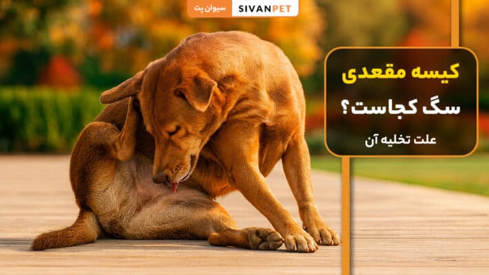 کیسه مقعدی سگ کجاست؟