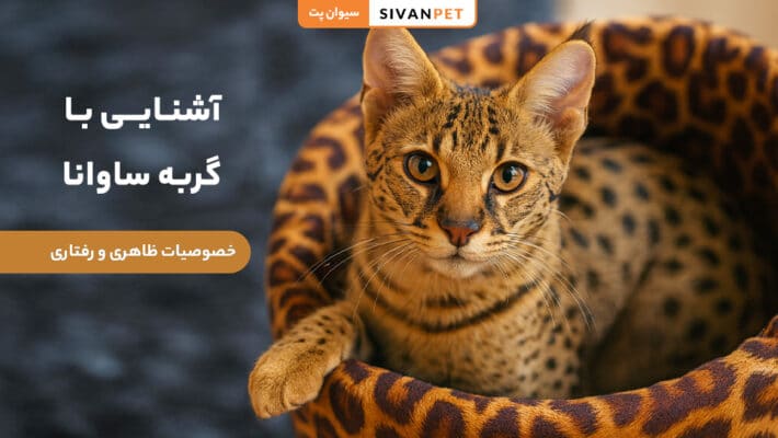 آشنایی با گربه ساوانا