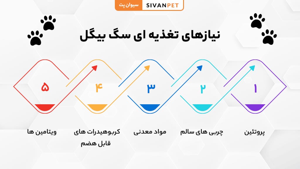 نیازهای تغذیه ای سگ بیگل