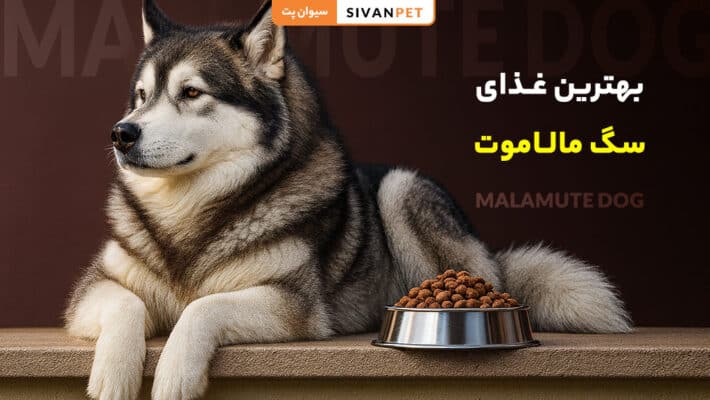 بهترین غذای سگ مالاموت