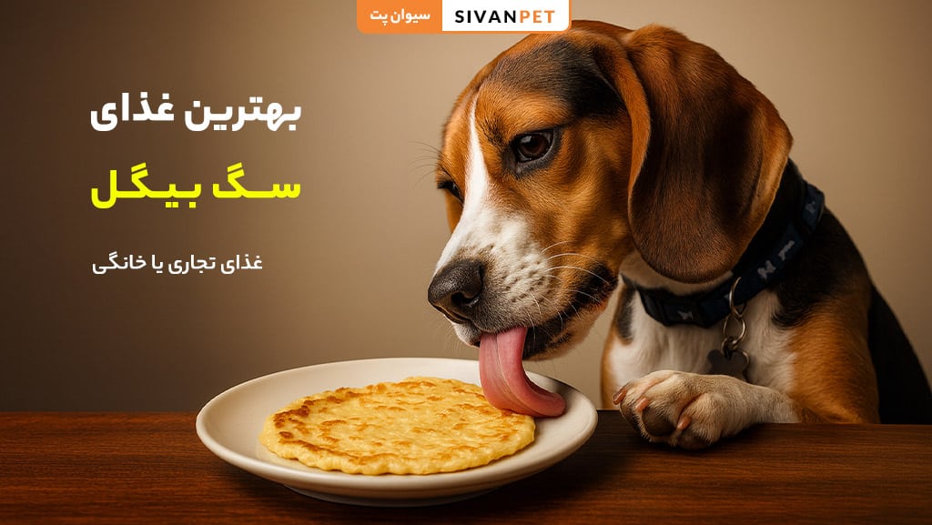 بهترین غذای سگ بیگل
