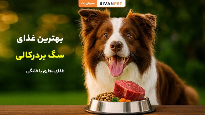 بهترین غذای سگ بردرکالی