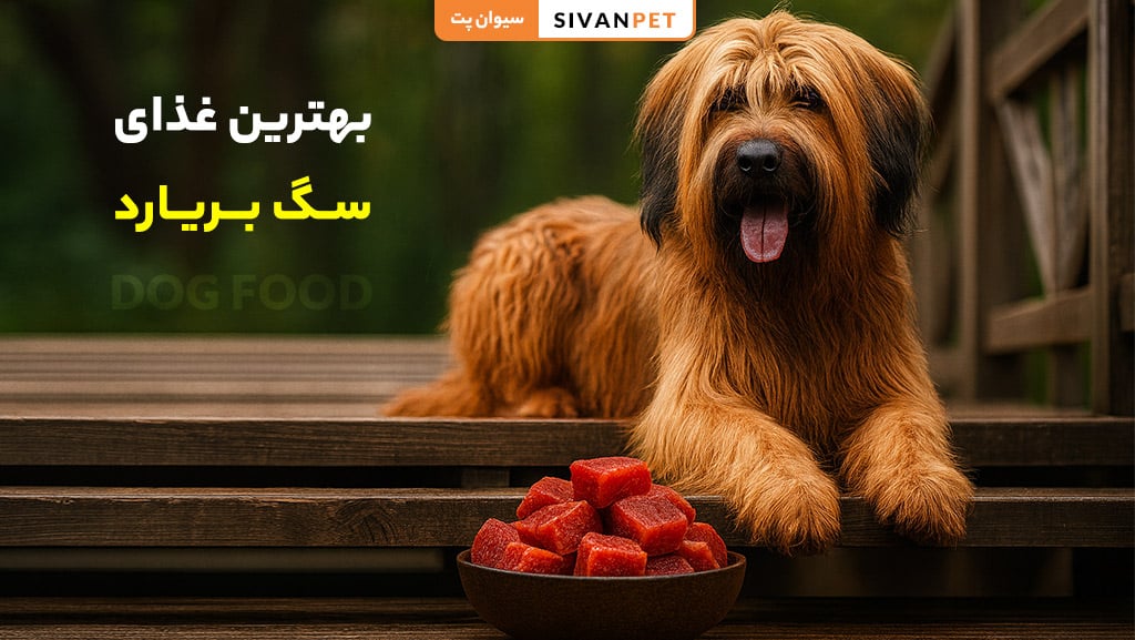 بهترین غذای سگ بریارد