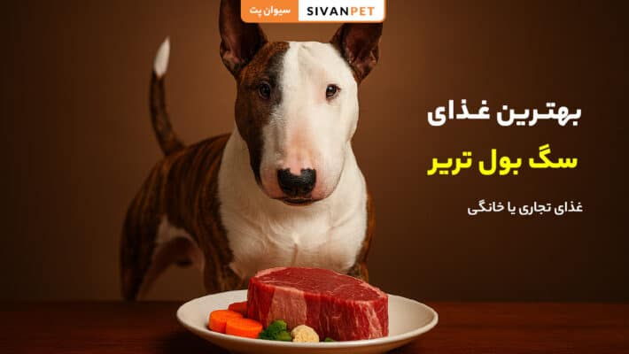 بهترین غذای سگ بول تریر