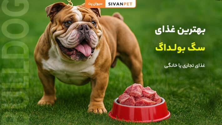 بهترین غذای سگ بولداگ