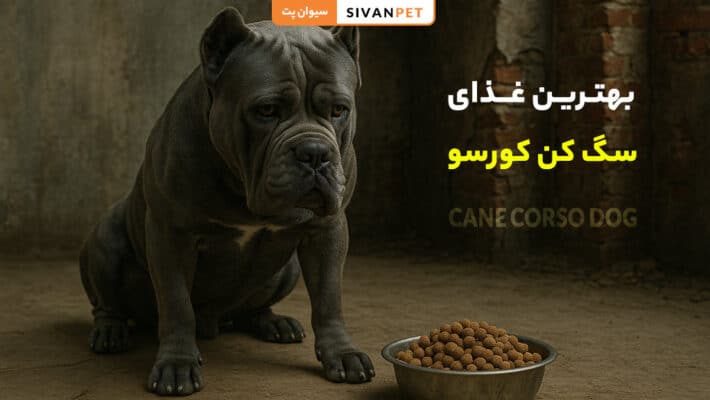 بهترین غذای سگ کن کورسو