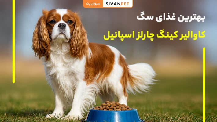بهترین غذای سگ کاوالیر کینگ چارلز اسپانیل
