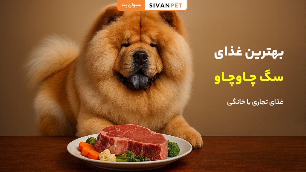 بهترین غذای سگ چاوچاو