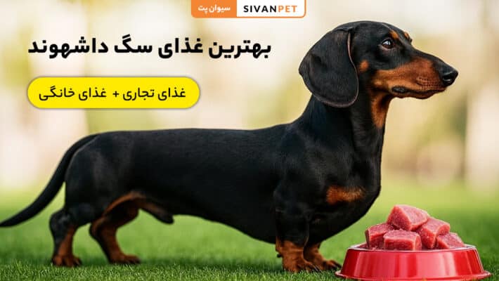 بهترین غذای سگ داشهوند