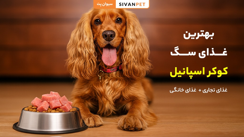 بهترین غذای سگ کوکر اسپانیل