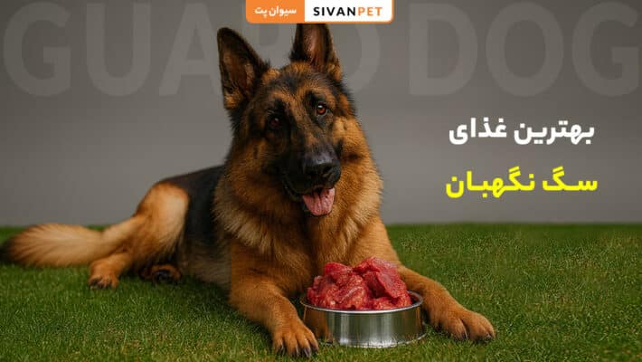 بهترین غذای سگ نگهبان