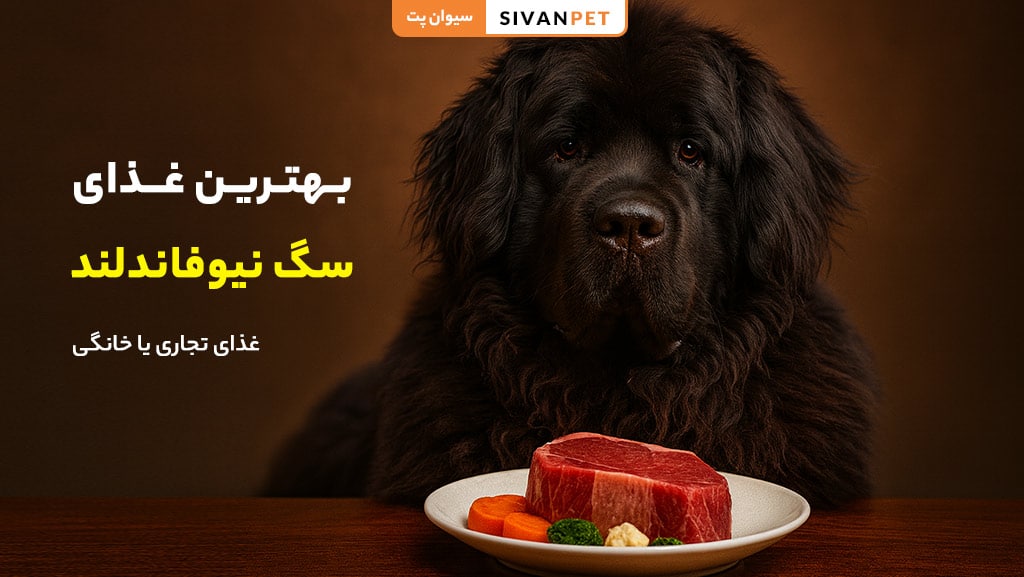 بهترین غذای سگ نیوفاندلند