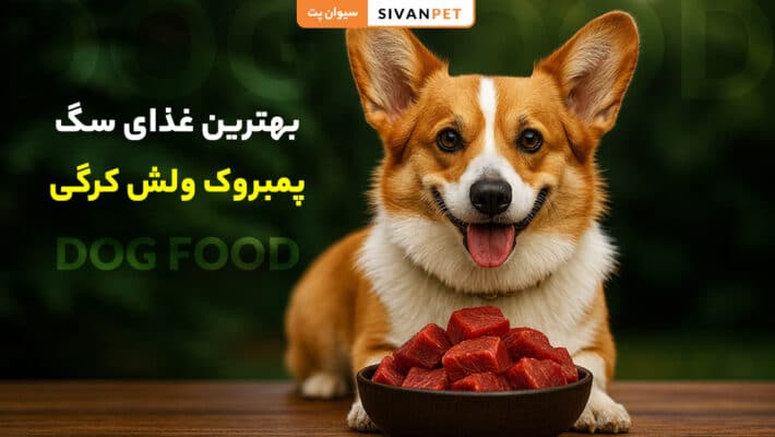 بهترین غذای سگ پمبروک ولش کرگی