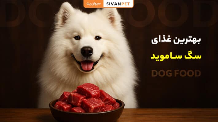 بهترین غذای سگ ساموید