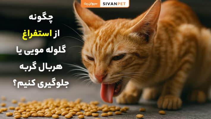 چگونه از استفراغ گلوله مویی یا هربال گربه جلوگیری کنیم؟