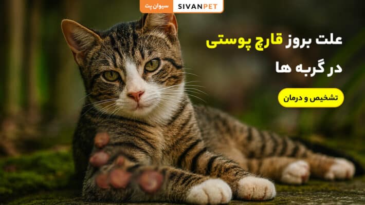 علت بروز قارچ پوستی در گربه ها