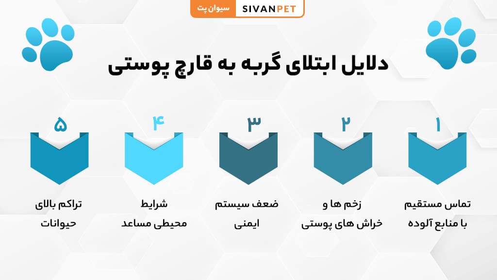 قارچ پوستی گربه