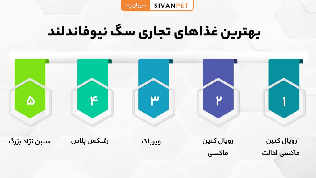 معرفی نژاد سگ نیوفاندلند
